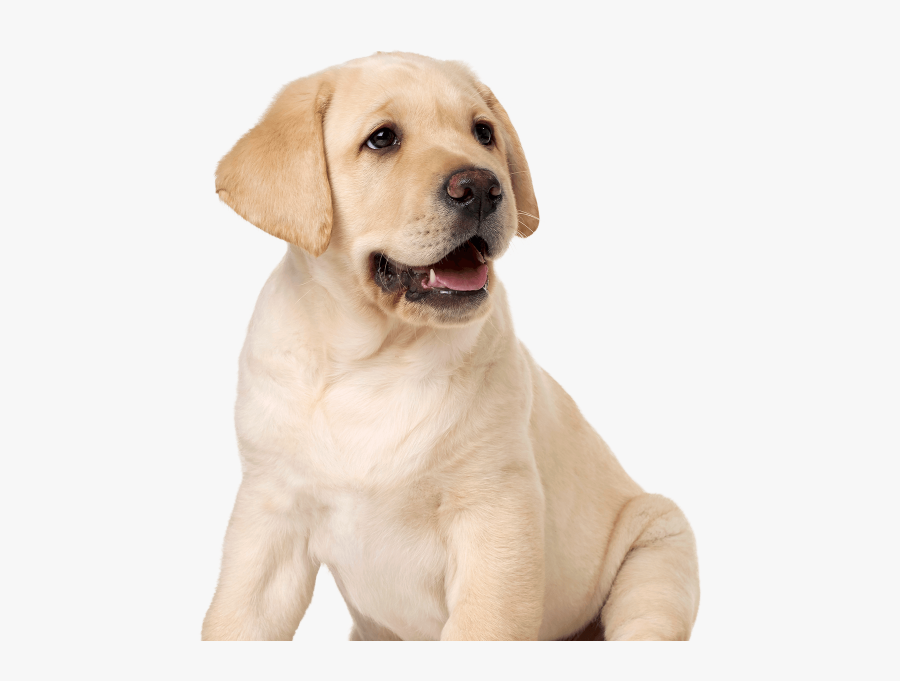 72715 - Labrador Transparent Background, Transparent Clipart