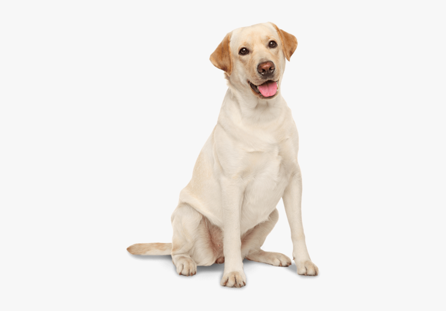 Golden Irish Labrador Chesapeake Bay Water Spaniel - Labrador Retriever Png, Transparent Clipart