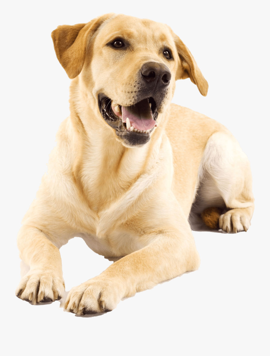 Golden Retriever Clipart Yellow Lab - Yellow Labrador Retriever Png, Transparent Clipart