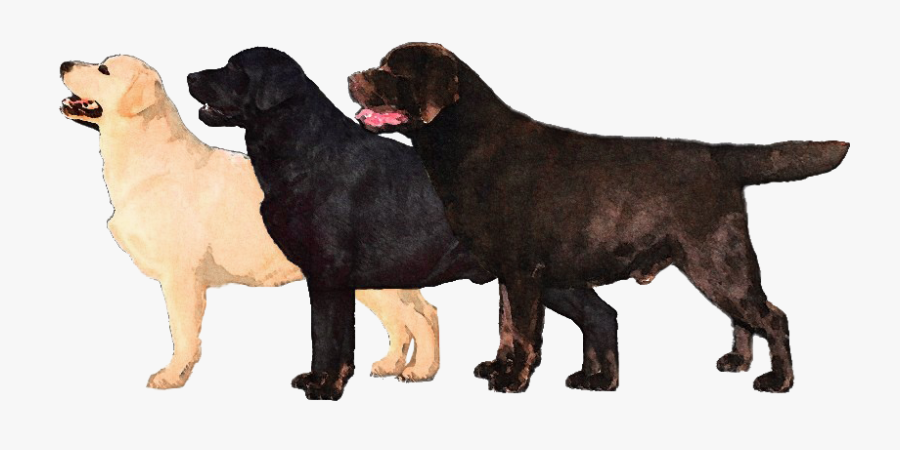 Clip Art Pics Of Labrador - Labrador Retriever, Transparent Clipart
