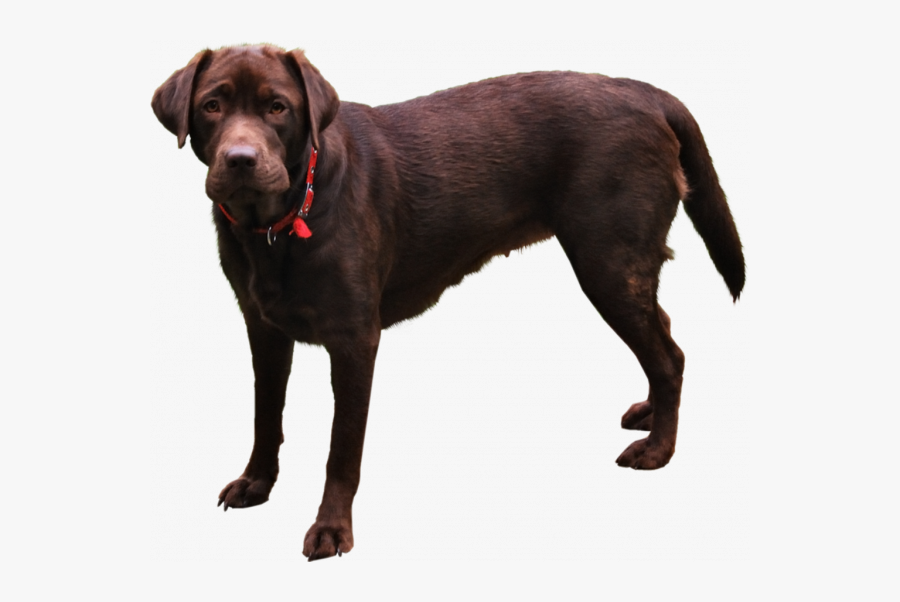 Chocolate Lab Png Images Transparent Png - Dog Png For Photoshop, Transparent Clipart