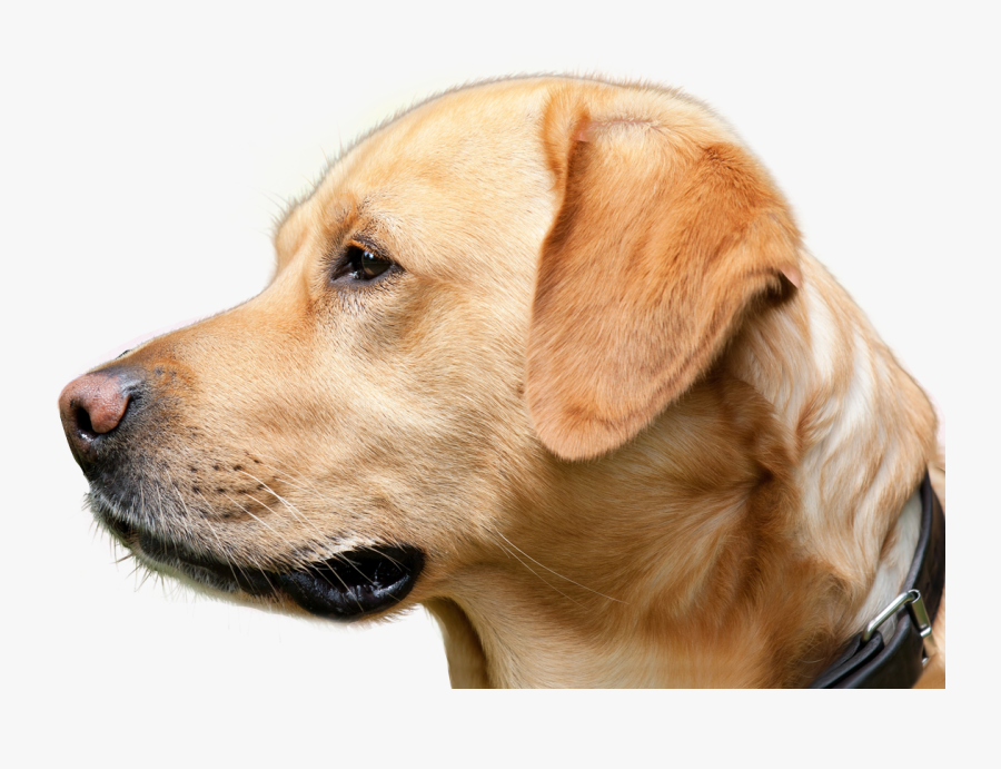 Perro Mirando Png, Transparent Clipart
