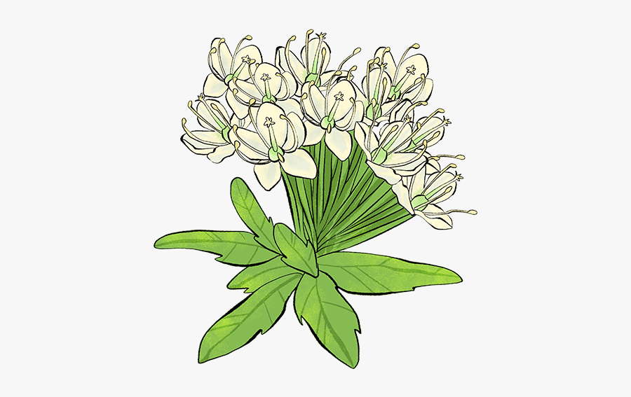 Buttercup, Transparent Clipart