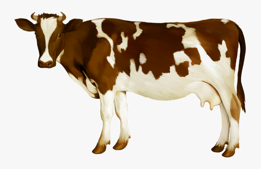 Simmental Cattle Milk Dairy Cattle Calf - Cow Brown And White, Transparent Clipart
