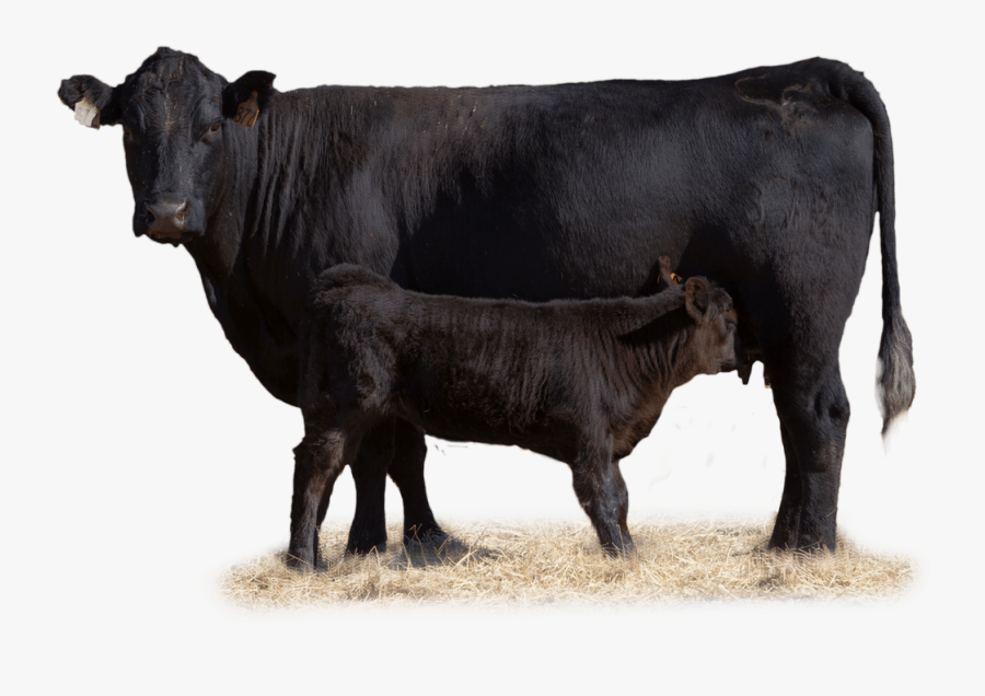 Transparent Cow And Calf Clipart - Beef Cow Transparent, Transparent Clipart