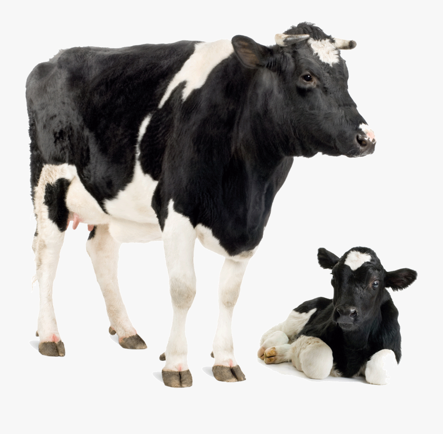 Friesian Cow Park Dairy Calf Cattle Holstein Clipart - Cow And Calf Png, Transparent Clipart