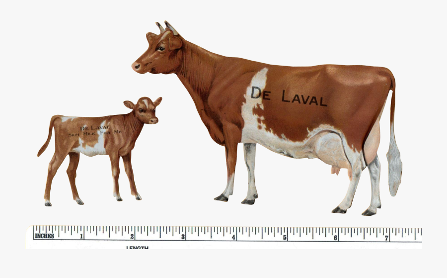 Guernsey Cattle Calf Jersey Cattle Beef Cattle Dairy - Cattle, Transparent Clipart