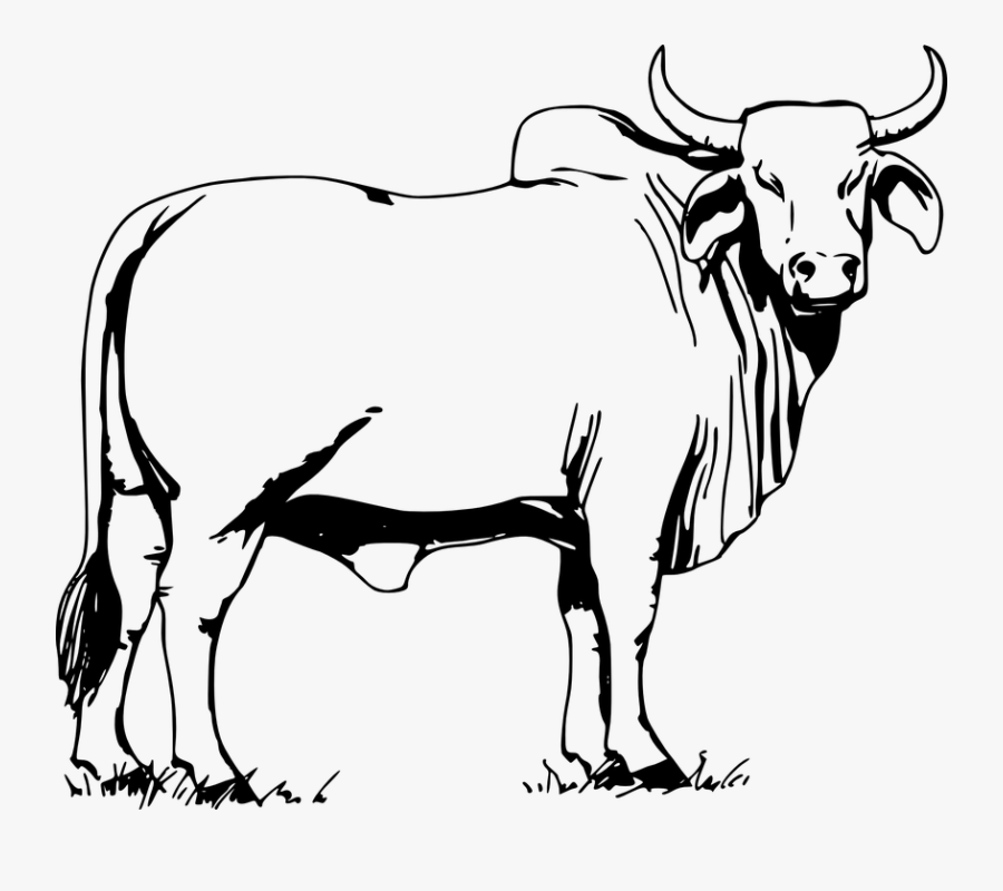 Bull, Animal, Cow, Nature, Domestic, Farm, Cattle - Bull Clipart Black And White...