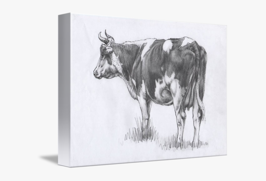 Backward Cow Sketch By Margaret Stockdale - Корова Рисунок Простым Карандашом, Transparent Clipart