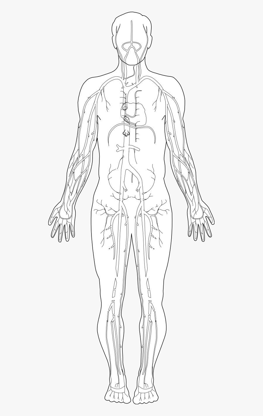 Clip Art Black And White Anatomy - Anatomy Clipart Transparent, Transparent Clipart