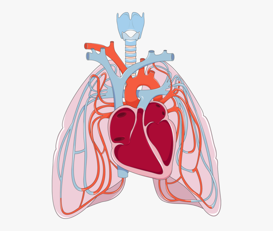 Medicine Clipart Anatomy - Lungs And Heart Cartoon Transparent, Transparent Clipart