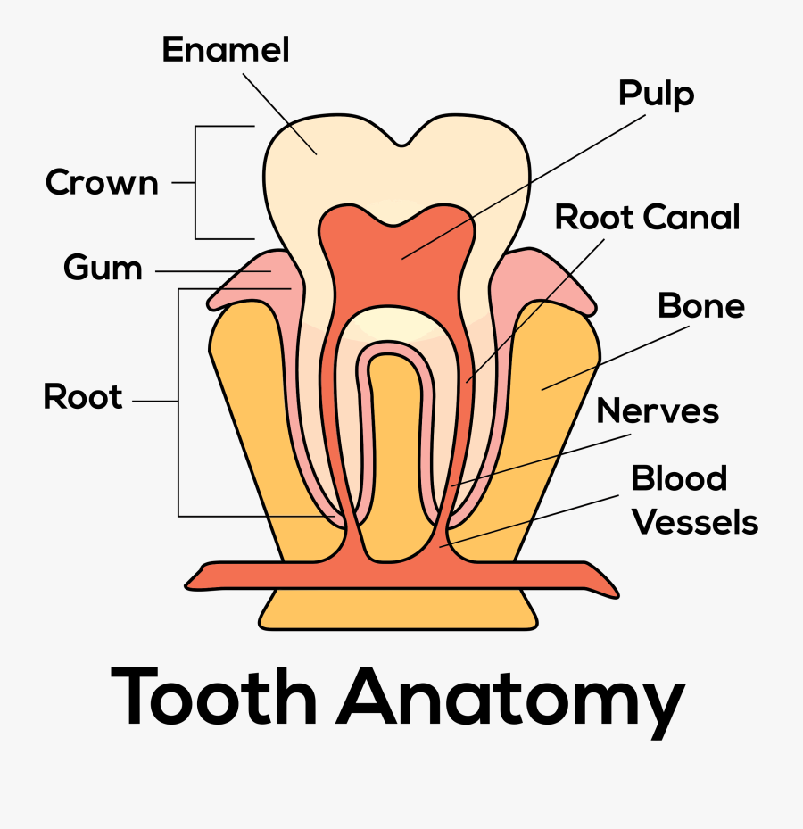 Tooth Anatomy By Paul Brennan Graphic Free Stock - 56657, Transparent Clipart