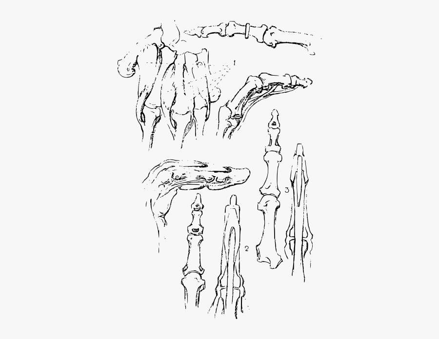 Constructive Anatomy Drawing Book 69 - Sketch, Transparent Clipart