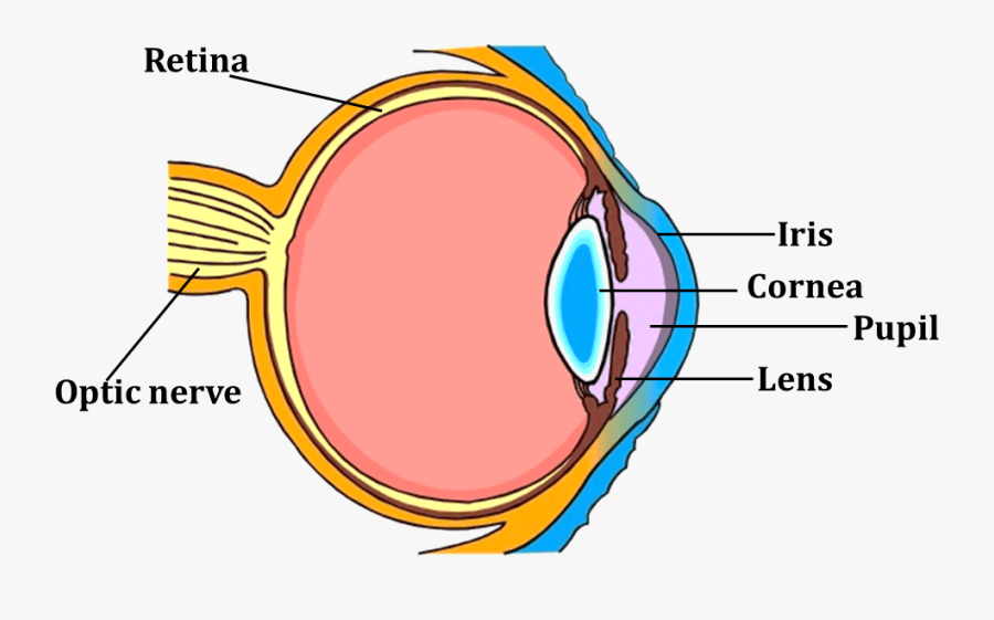 Los nombres de las partes del ojo