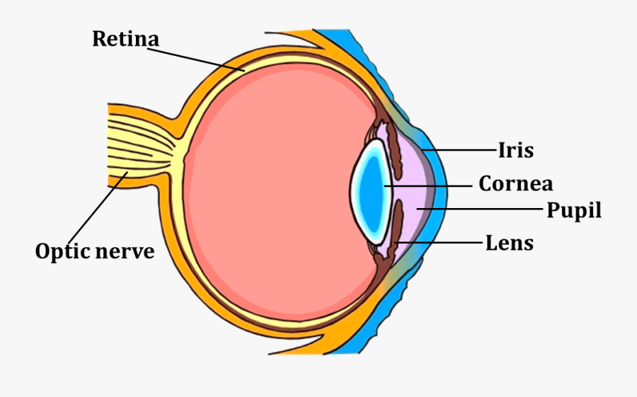 Transparent Question And Answer Clipart - Parts Of Eyes For Class 5, Transparent Clipart