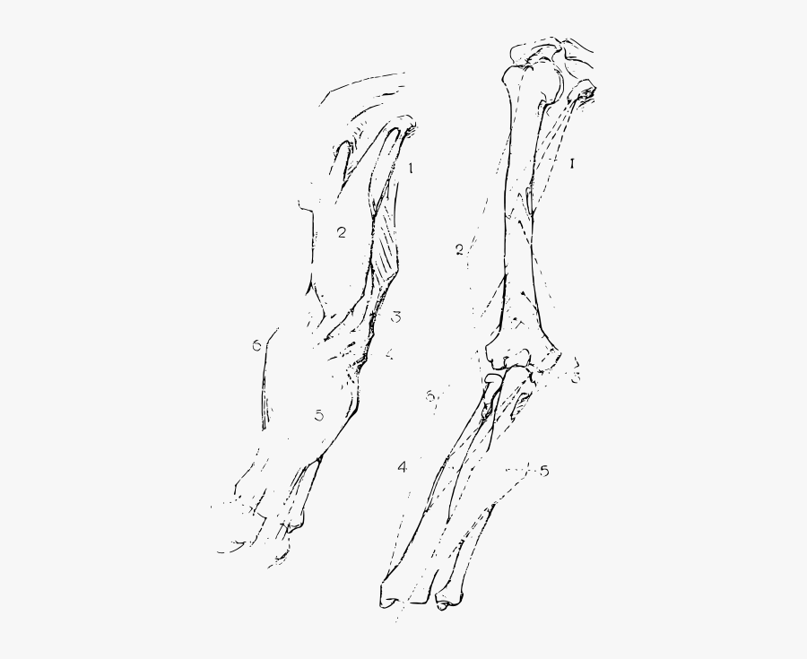 Constructive Anatomy Drawing Book 75 - Sketch, Transparent Clipart