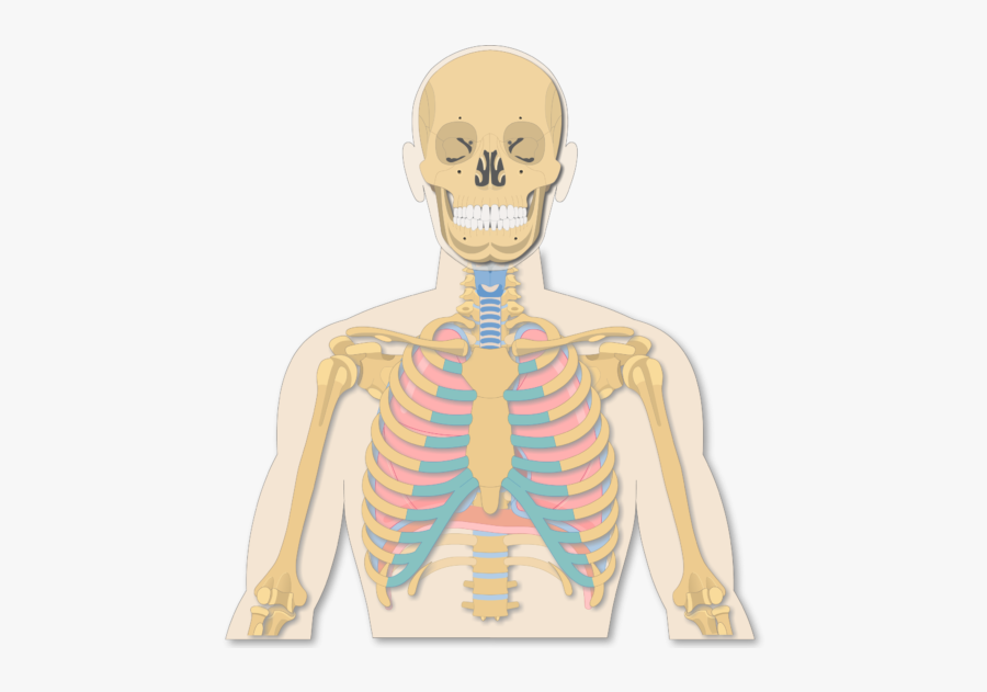 Introduction To A View - Lungs And Skeletal, Transparent Clipart