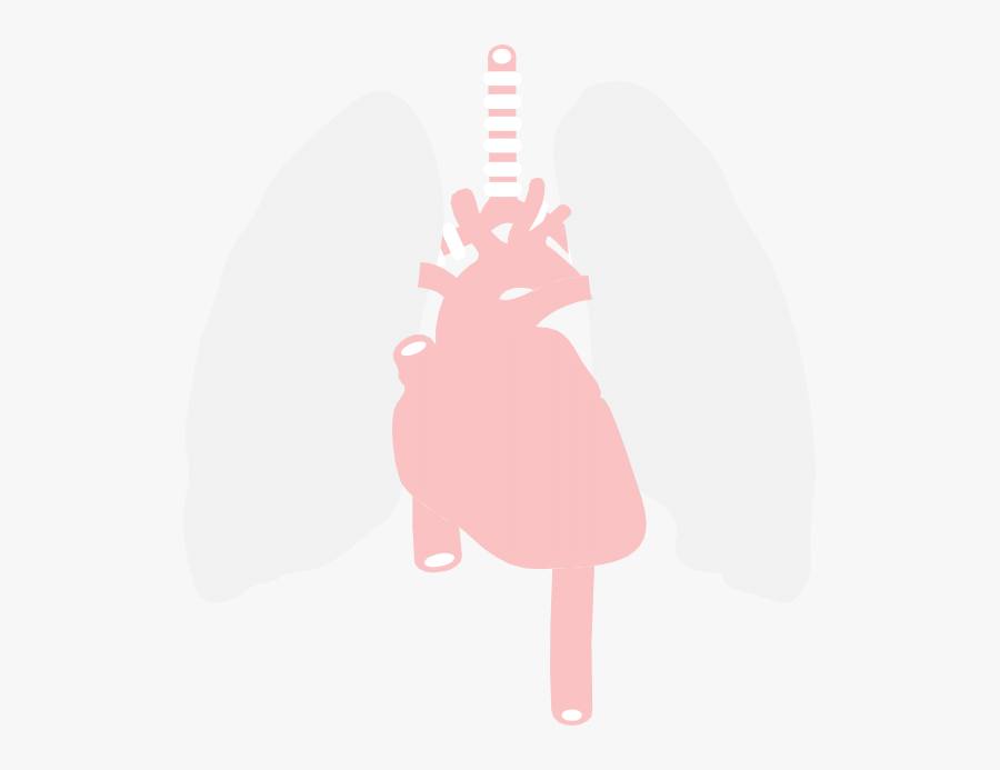 Anatomy Clip Art - Illustration, Transparent Clipart