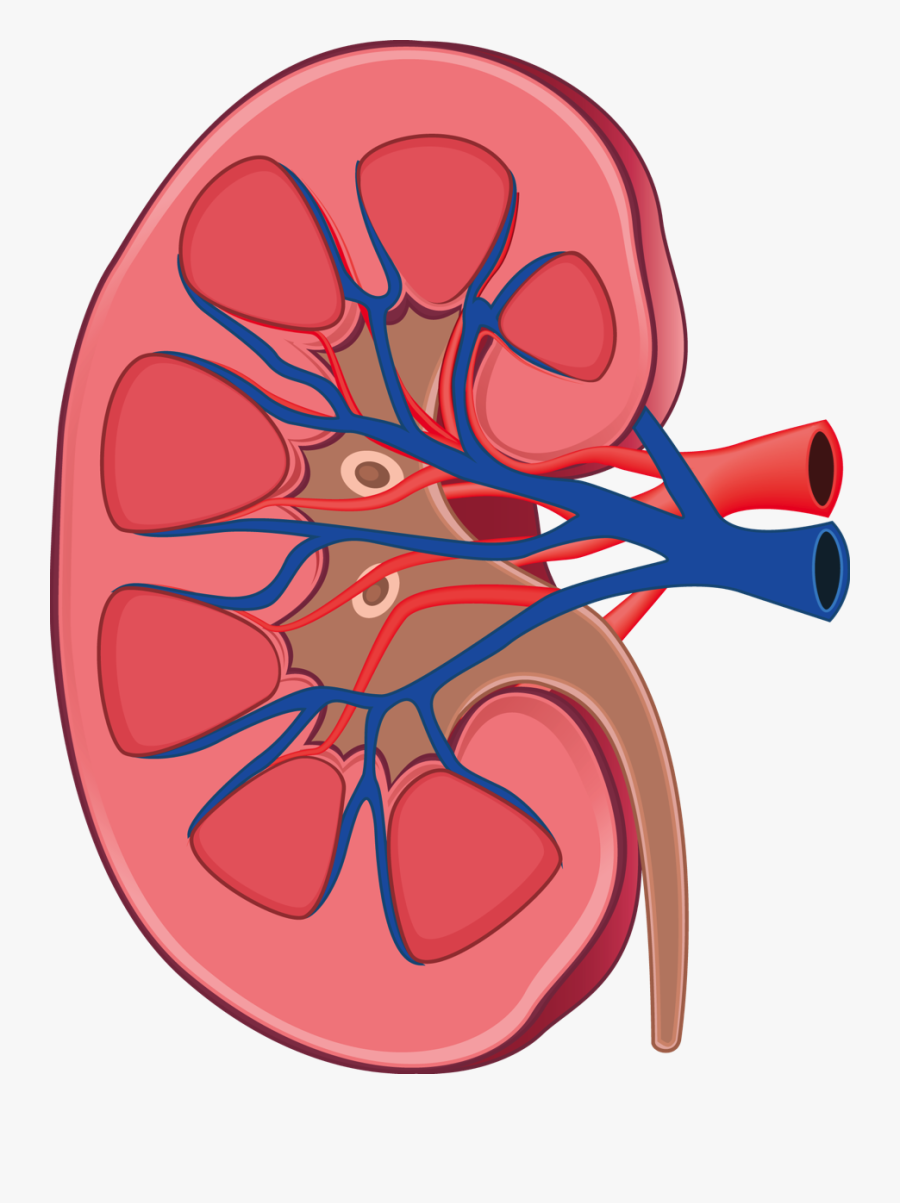 Image Free Library Kidney Clipart Kidney Anatomy - Kidney Png, Transparent Clipart