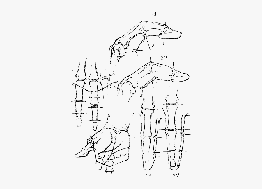 Constructive Anatomy Drawing Book 67, Transparent Clipart