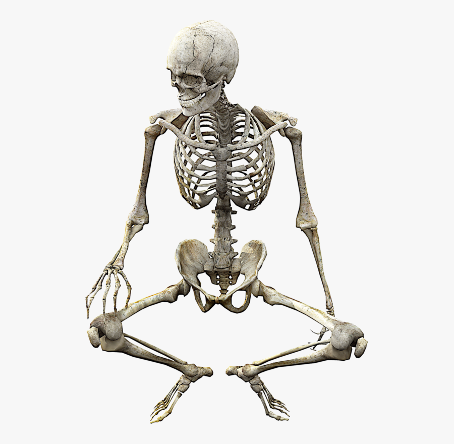 Skeleton Skull Vertebrate Anatomy Human Bone Clipart - Transparent Skeleton Png, Transparent Clipart