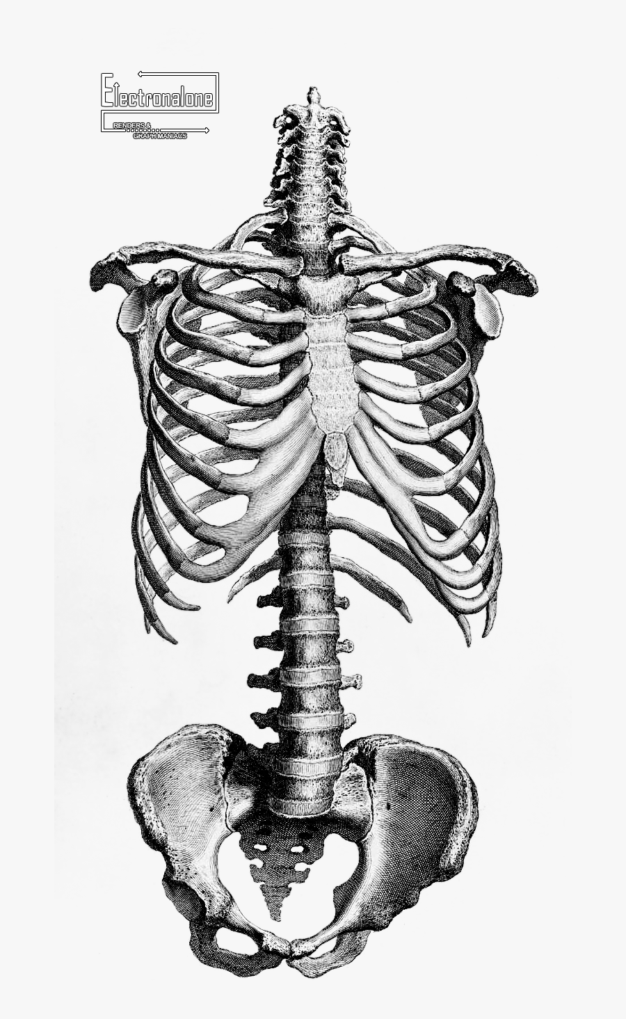 Renders Squelette Tronc Humain - Bones In Neck Drawing, Transparent Clipart
