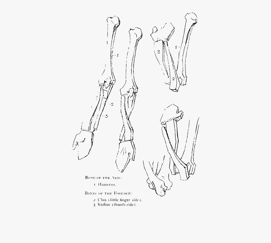Constructive Anatomy Drawing Book 73 - Line Art, Transparent Clipart