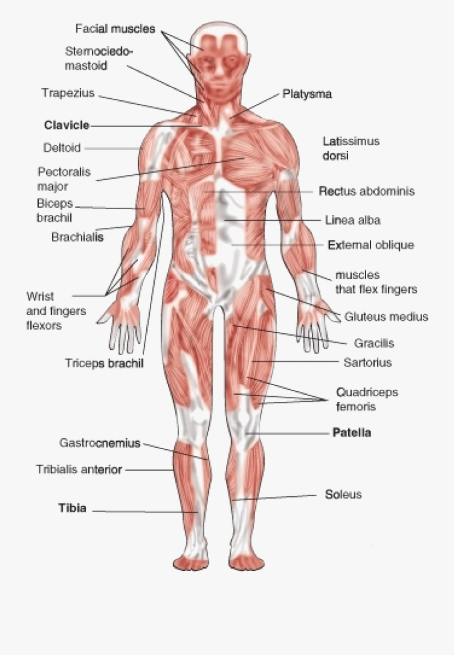 Clip Art The Muscular System Is - Figure Of Muscular System, Transparent Clipart