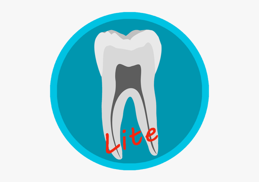 Dental Corpus Anatomy Lite On The Mac App Store Clipart - Course Networking, Transparent Clipart