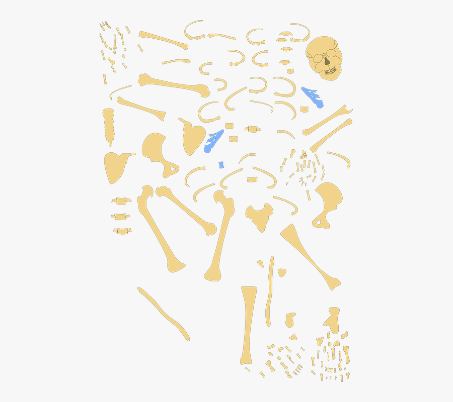 Hand Clipart Hand Anatomy Human Skeleton - Human Skeleton, Transparent Clipart