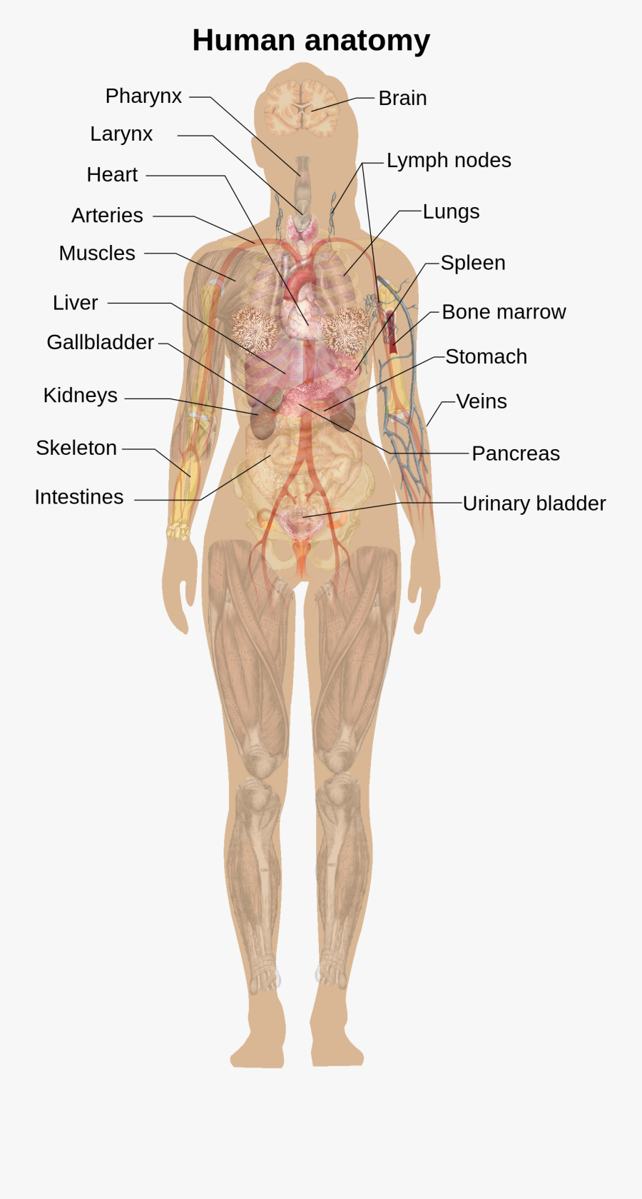 Transparent Human Anatomy Clipart - Human Body Diagram Woman, Transparent Clipart