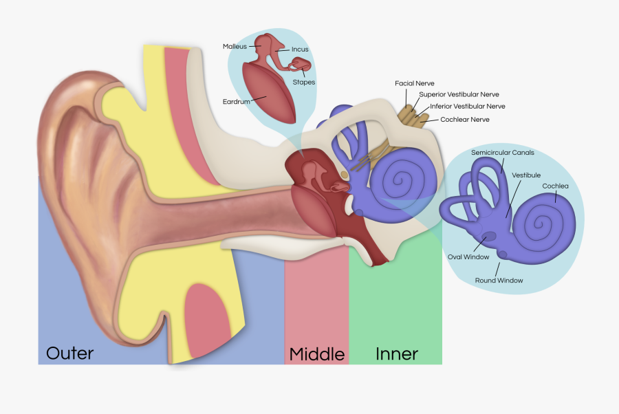 Ears Clipart Anatomy - Vestibular Schwannoma Affected Nerves, Transparent Clipart