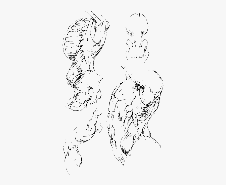 Constructive Anatomy Drawing Book 165 - Line Art, Transparent Clipart