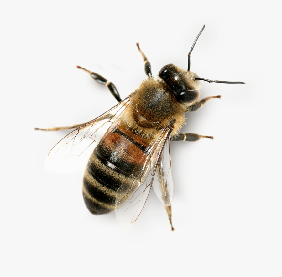 Transparent Beekeeper Clipart - Honey Bee Transparent Png, Transparent Clipart
