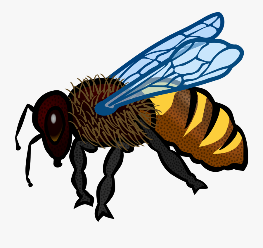 Fly,honey Bee,pollinator - Honey Bee Drawing In Color, Transparent Clipart