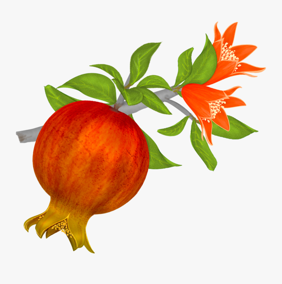 High Resolution Pomegranate Png Clipart - Pomegranate Png, Transparent Clipart