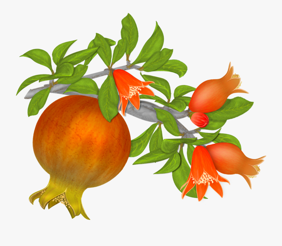 Free Pomegranates Vector Graphics Clipart , Png Download - Pomegranate Flowers Png, Transparent Clipart