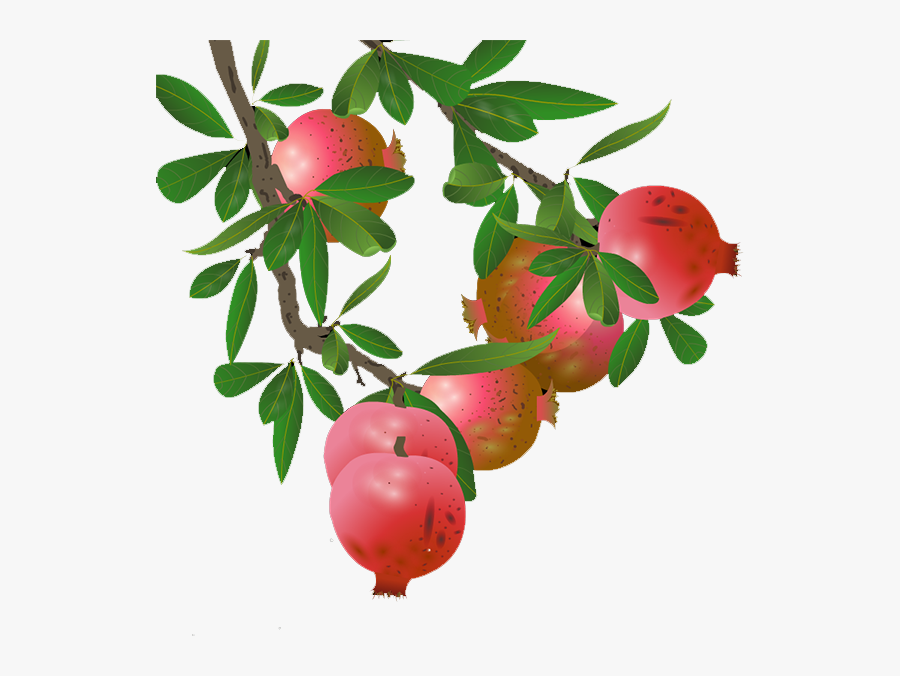 Clip Art Pomegranate Tree Clipart - Pomegranate Tree Images Png, Transparent Clipart