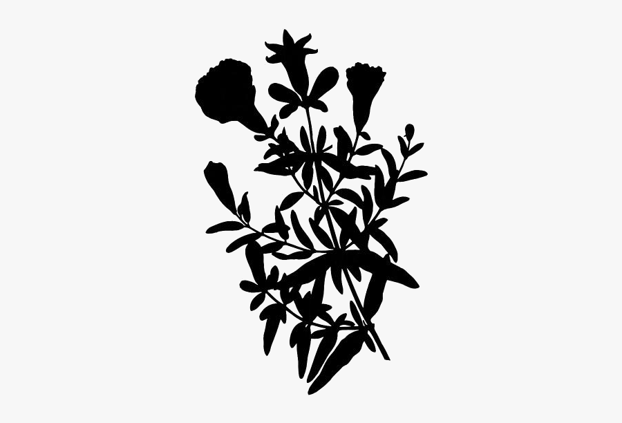 Dwarf Pomegranate Tree Png Image Clipart - Punica Granatum Herbarium, Transparent Clipart