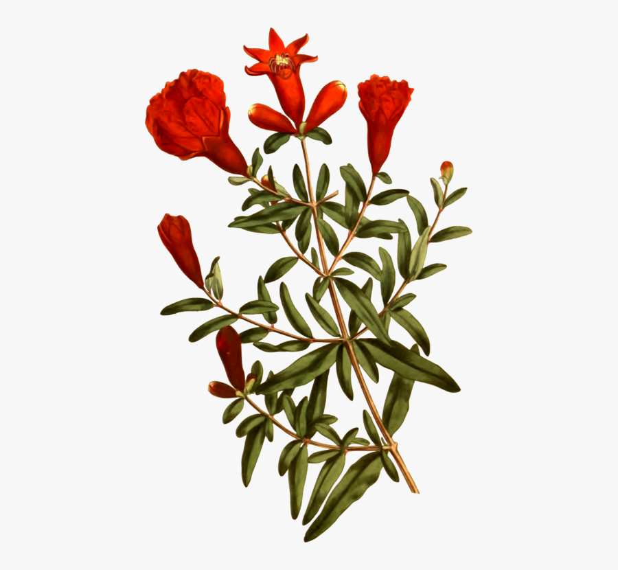 Plant,flora,shrub - Pomegranate Tree In Svg, Transparent Clipart