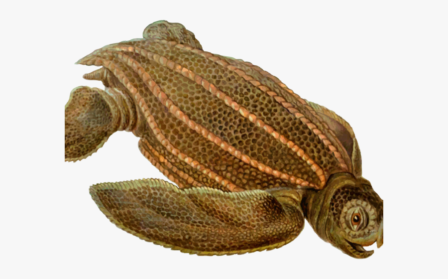 Snapping Turtle Clipart Prehistoric Turtle - Prehistoric Turtles An Names, Transparent Clipart