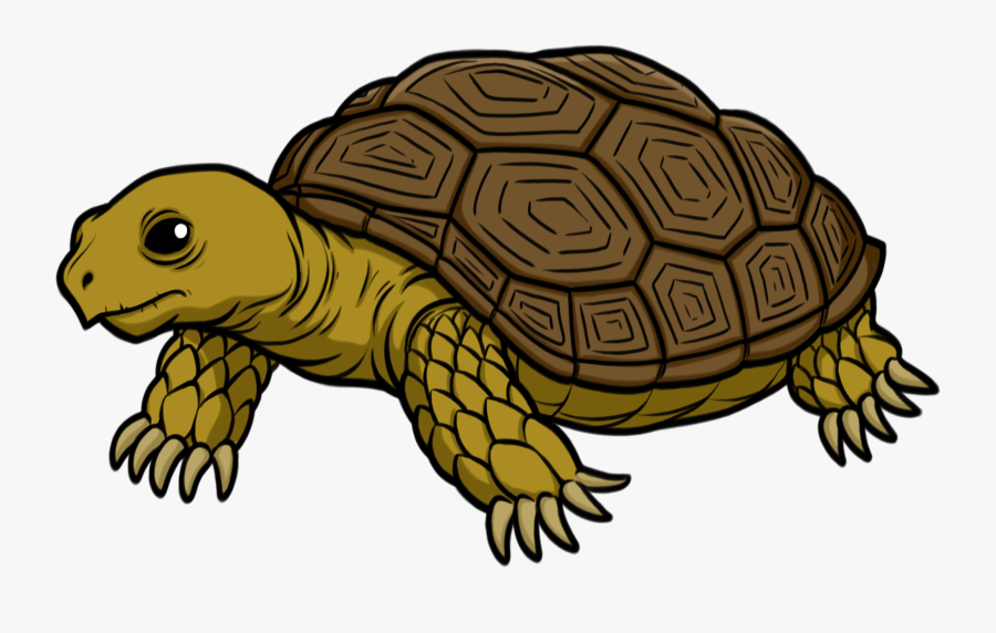 Transparent Background Tortoise Clipart, Transparent Clipart