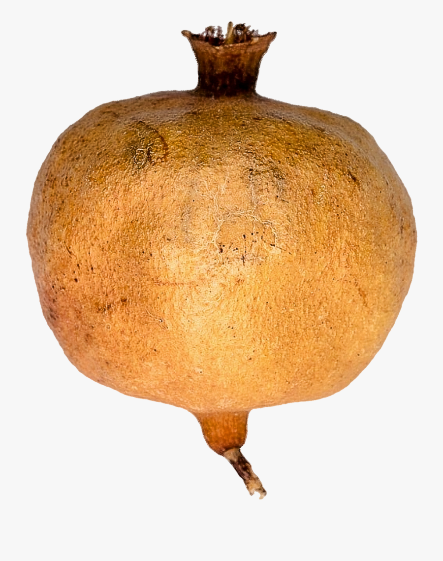 Calabaza, Transparent Clipart