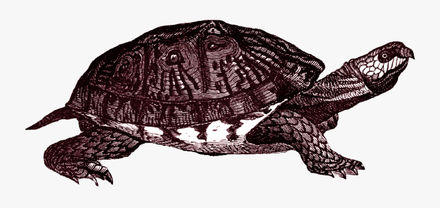 Jpg Free Box Clip Art Images - Box Turtles Transparent Background, Transparent Clipart