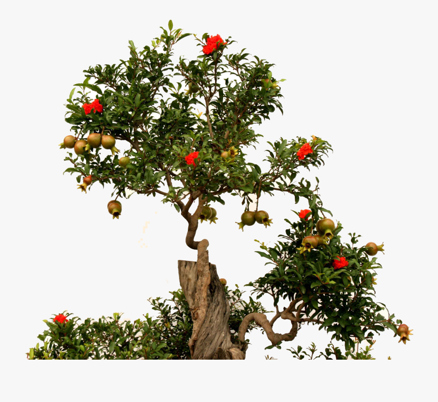 Fruit Root Green - Fruit Tree With Flower And Root, Transparent Clipart