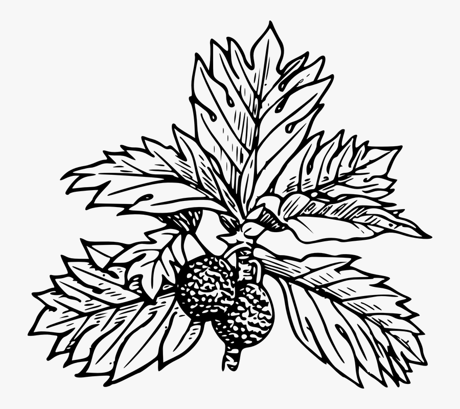 Breadfruit, Tree, Leaves, Black And White, Fruit - Breadfruit Tree Clipart Black And White, Transparent Clipart