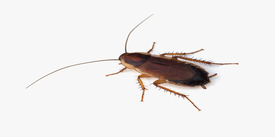 Cockroach Png Transparent File, Transparent Clipart