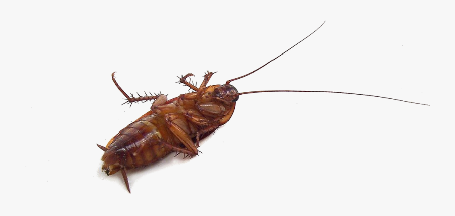 Cockroach Insect Mosquito Pest Garden - Baby Cockroach On Its Back, Transparent Clipart