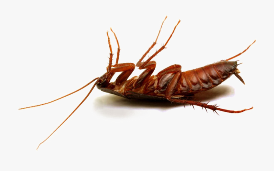 Cockroach Png Hd Photo - Dead Cockroach Png, Transparent Clipart