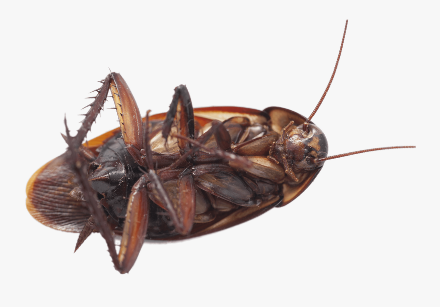 Large Cockroach On Its Back - Cockroach On Back Png, Transparent Clipart